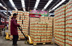 邢臺水果批發市場手動叉車搬運貨物